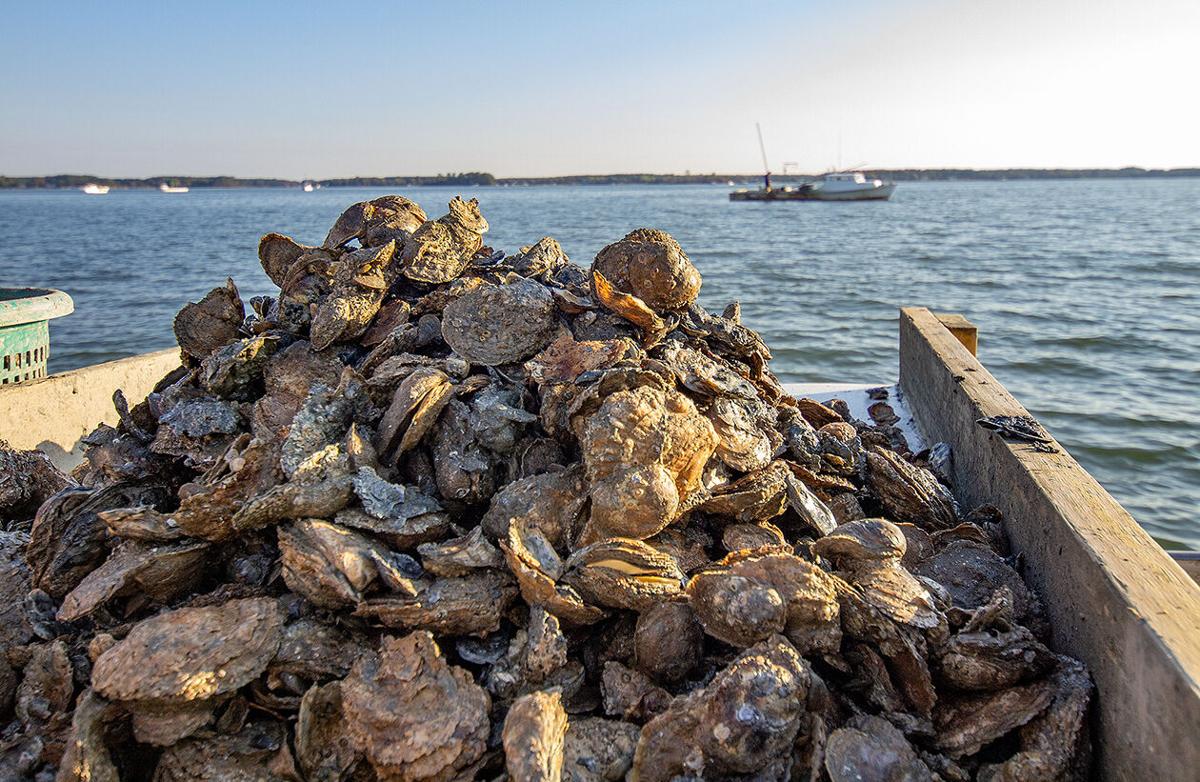 Bivalve bounty: Maryland oyster harvest hits 35-year high